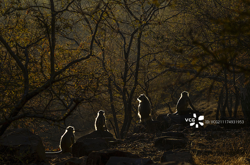 在寒冷的冬日早晨享受阳光图片素材