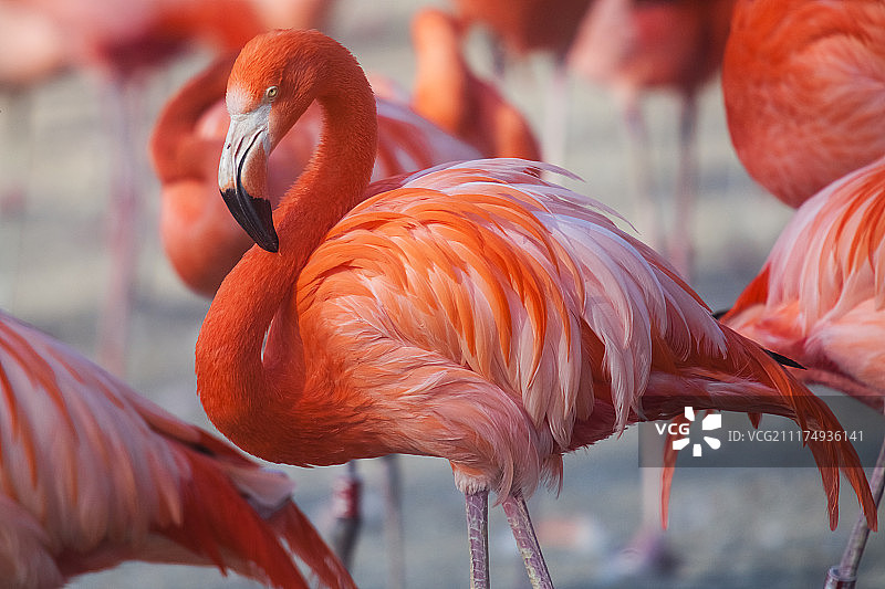 粉红火烈鸟群图片素材