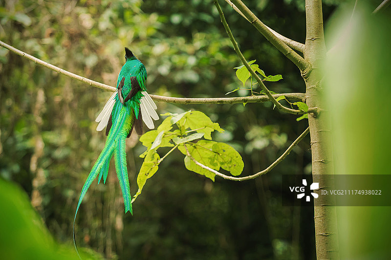 辉煌的格查尔鸟，迭戈·里佐图片素材