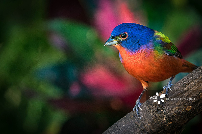 彩绘鹀图片素材