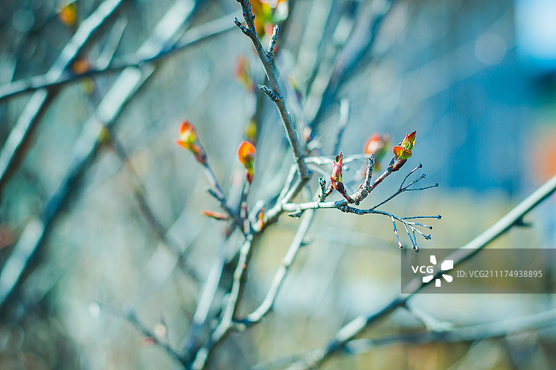 稠李与春天图片素材