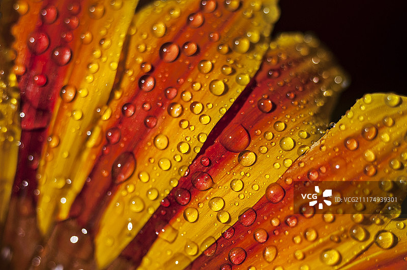 非洲菊上的露珠图片素材