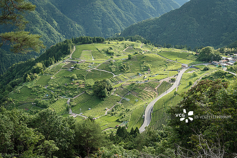 山间茶园图片素材