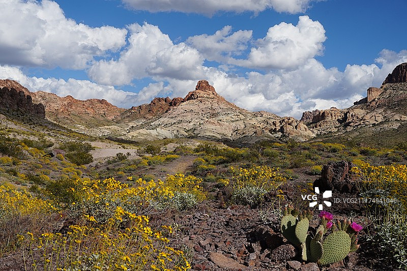 沙漠之花图片素材