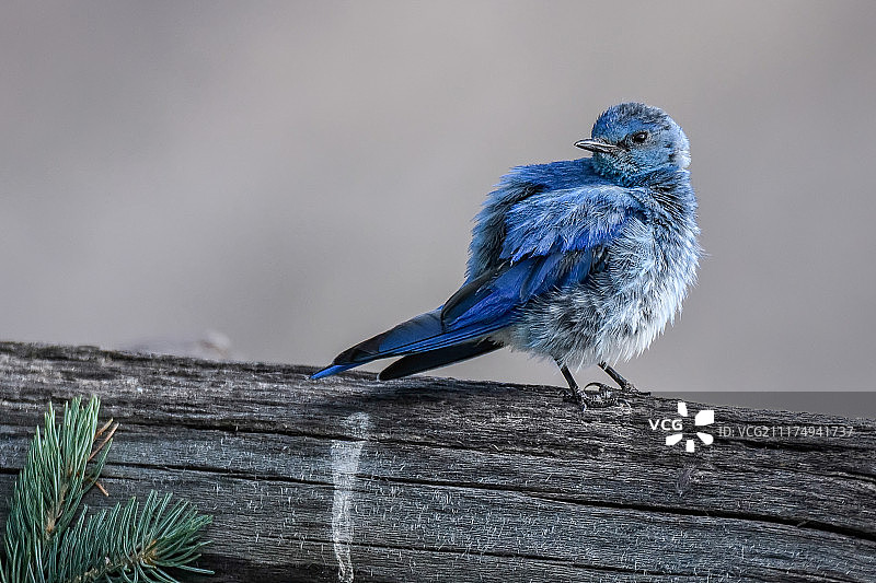 特写的鸟图片素材