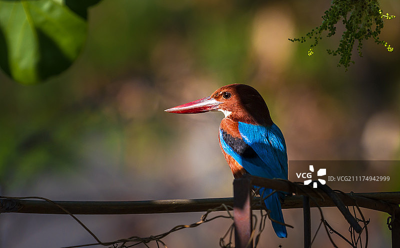 花园里的翠鸟图片素材