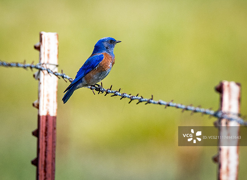 蓝知更鸟图片素材