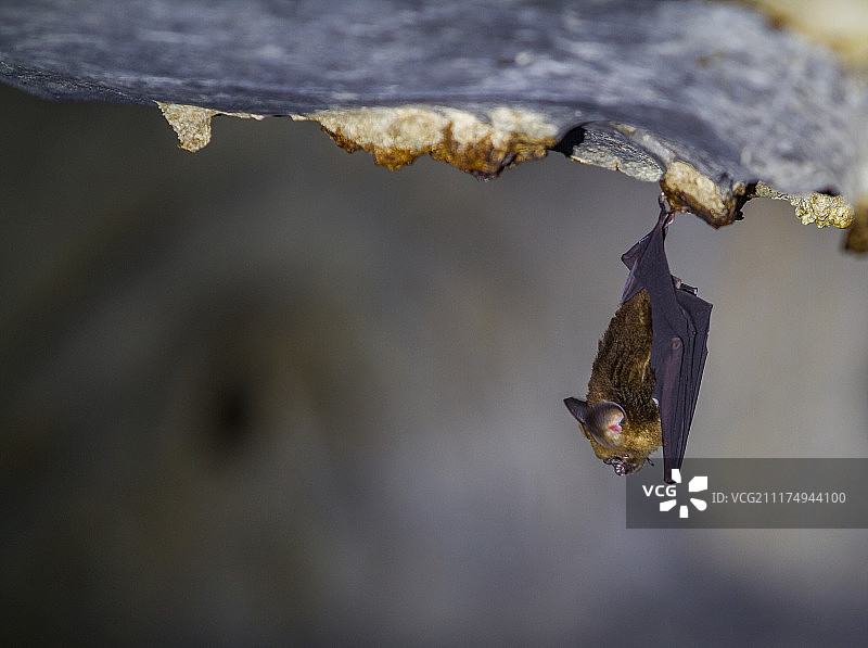 古晋风洞中悬挂在洞穴顶部的蝙蝠图片素材