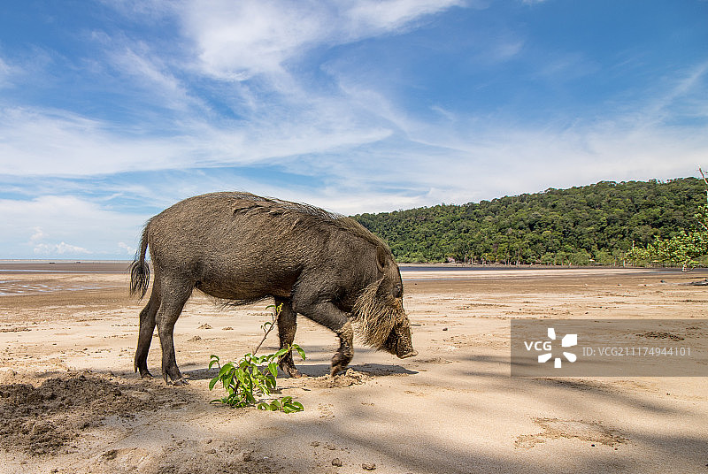 婆罗洲胡须猪在海滩上图片素材
