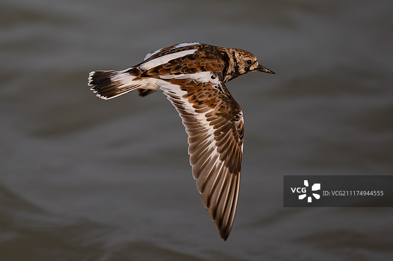 中杓鹬（Arenaria interpres）在空中飞行的侧面图片素材