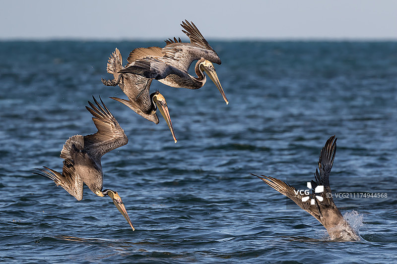鹈鹕在海中捕鱼图片素材