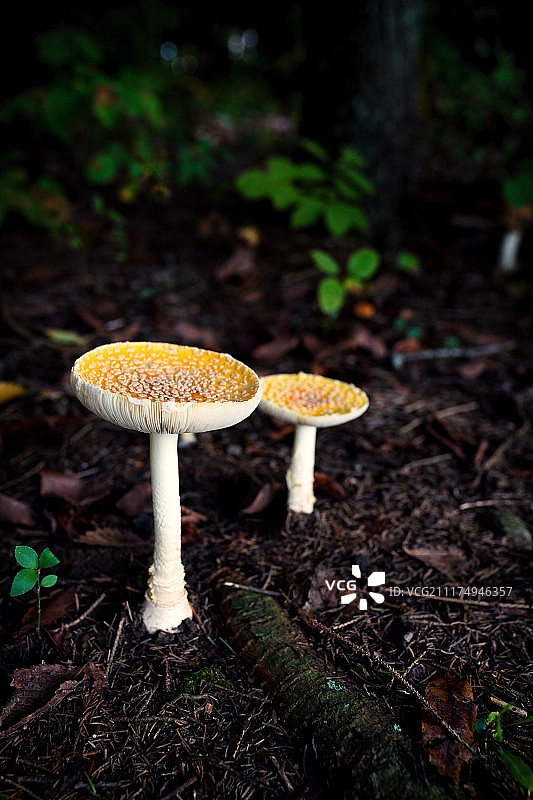 毒蝇伞图片素材