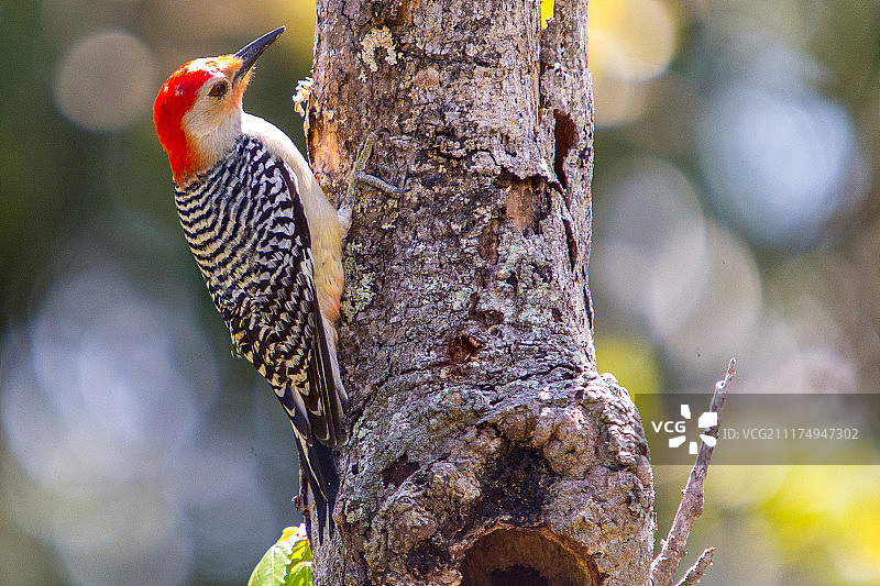 啄木鸟图片素材