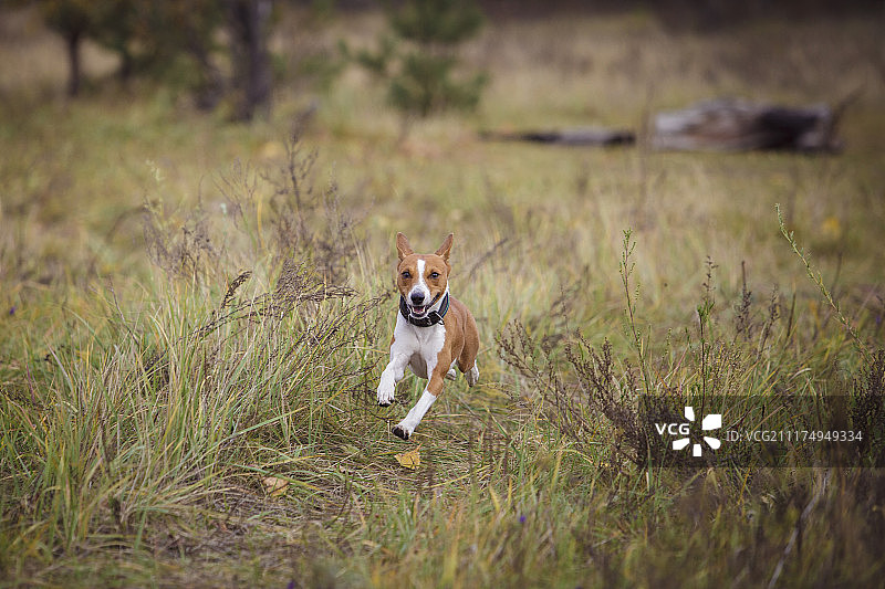 巴仙吉犬在公园散步图片素材