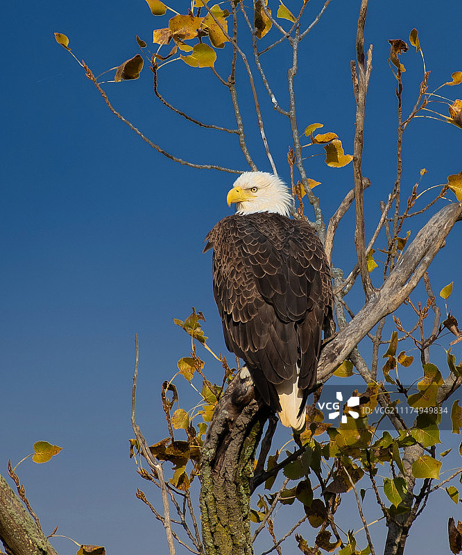 骄傲的秃鹰图片素材