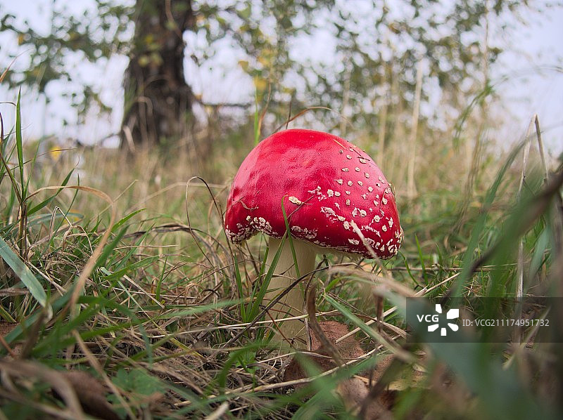 羊肚菌图片素材