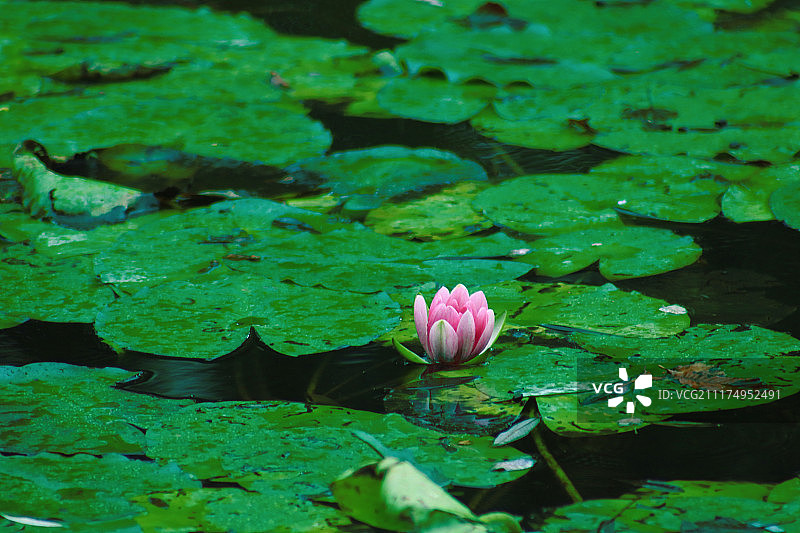 莫奈故居湖上的睡莲，诺曼底，法国图片素材