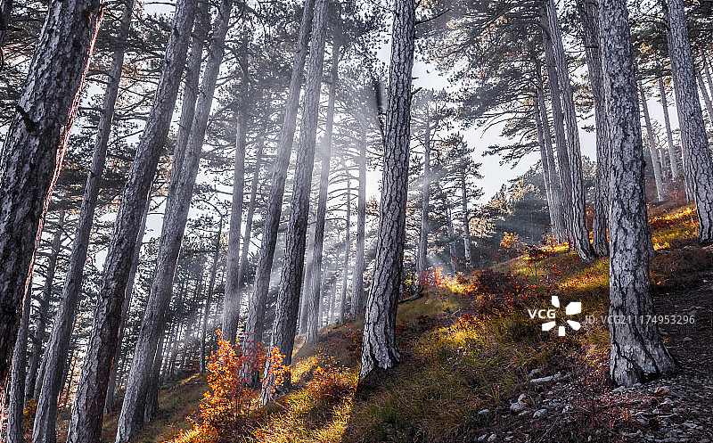 秋季森林景观图片素材