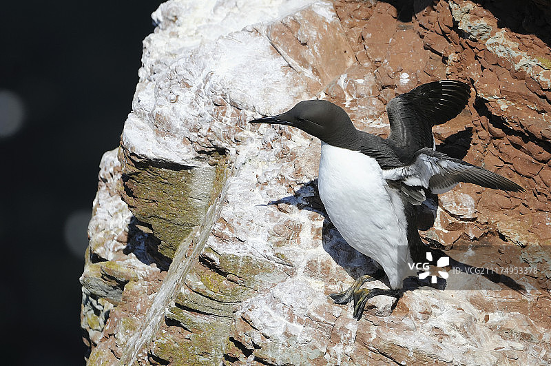 普通海鸦图片素材