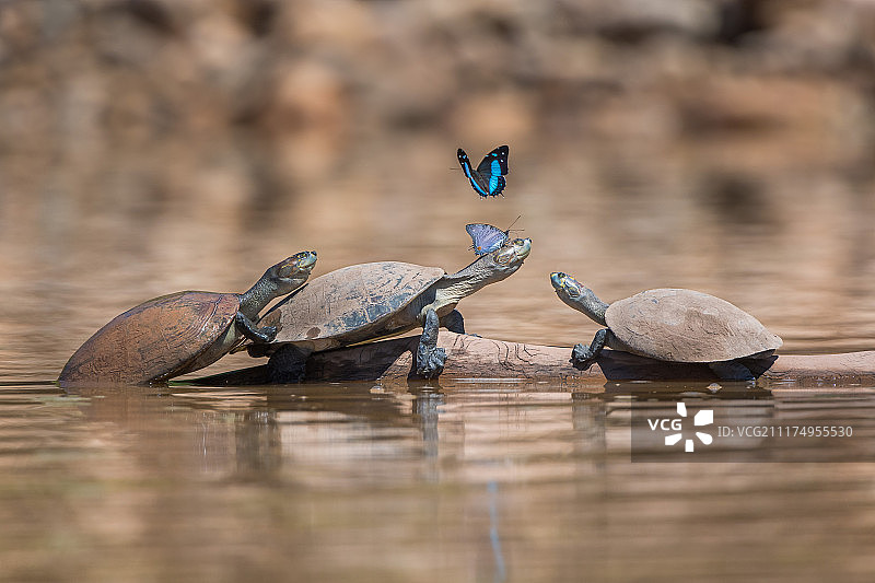 三只龟与蝴蝶图片素材