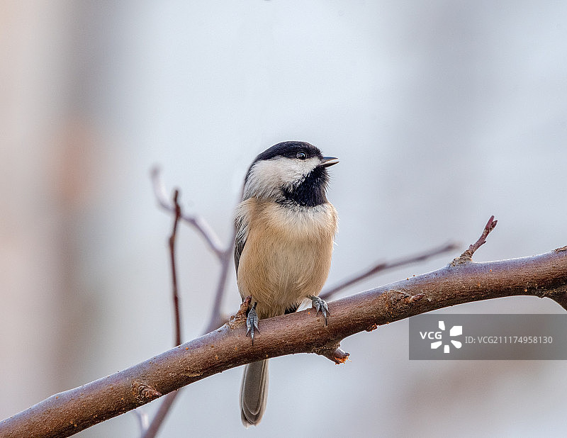 黑顶山雀-鸣叫图片素材