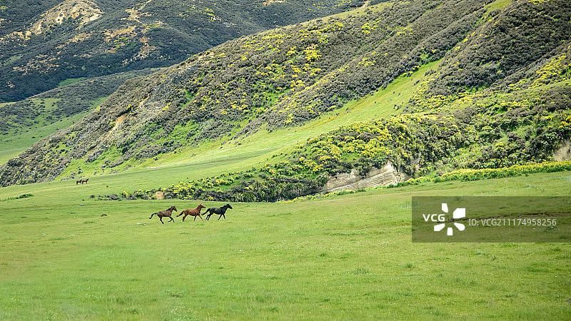 在绿色山脉中奔跑的野生开马瓦纳马图片素材