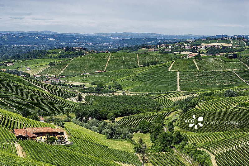 朗格地区库内奥附近的葡萄园图片素材