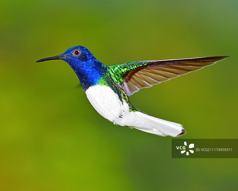 白颈蜂鸟图片素材