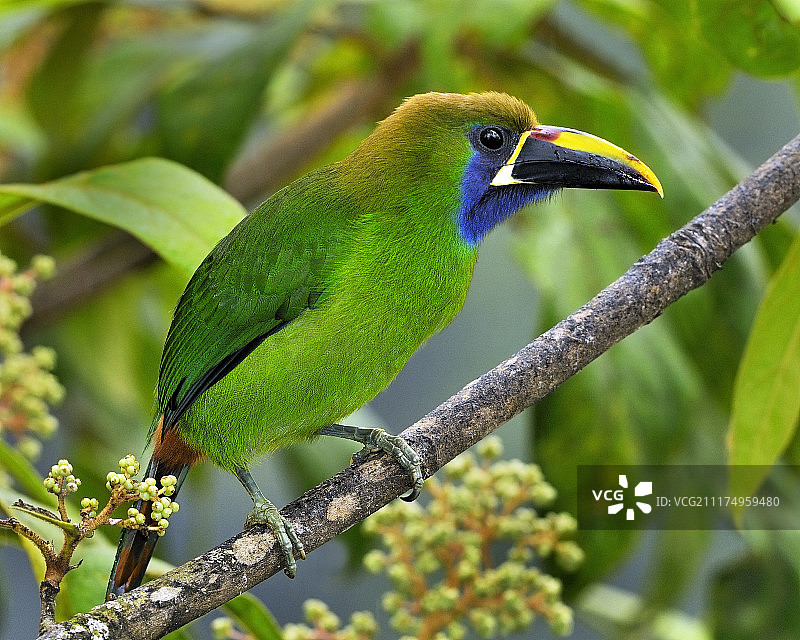 绿咬鹃图片素材