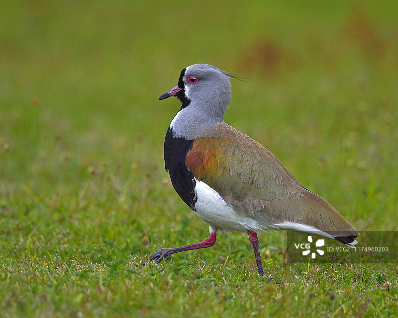阔步前进的麦鸡图片素材