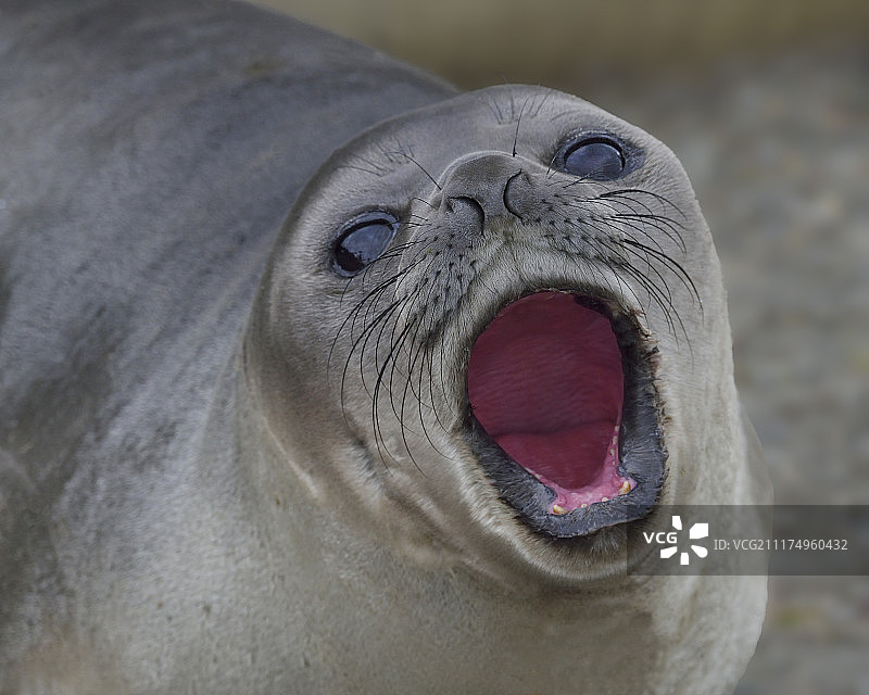 断奶警告图片素材