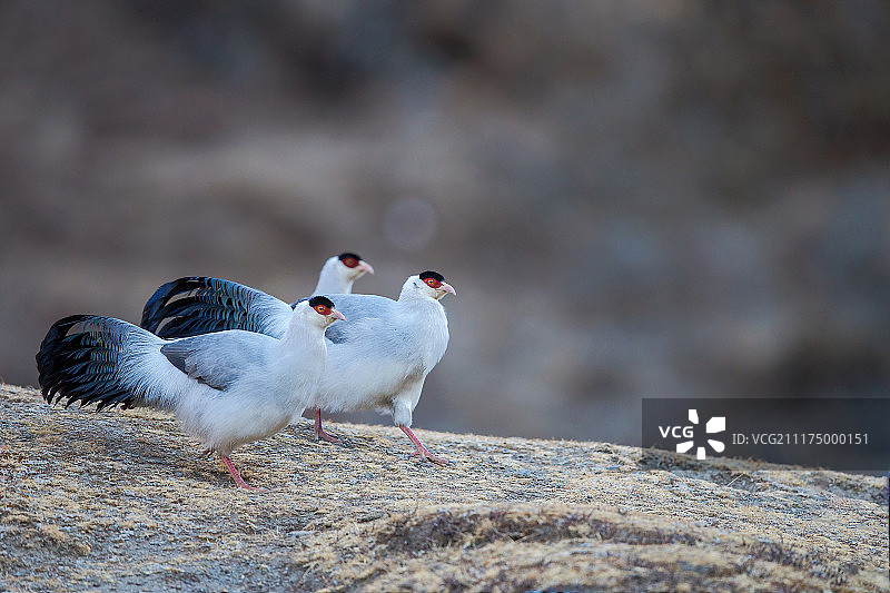 白马鸡图片素材