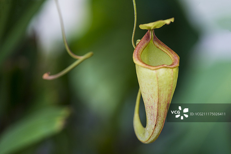 厄瓜多尔基多植物园图片素材