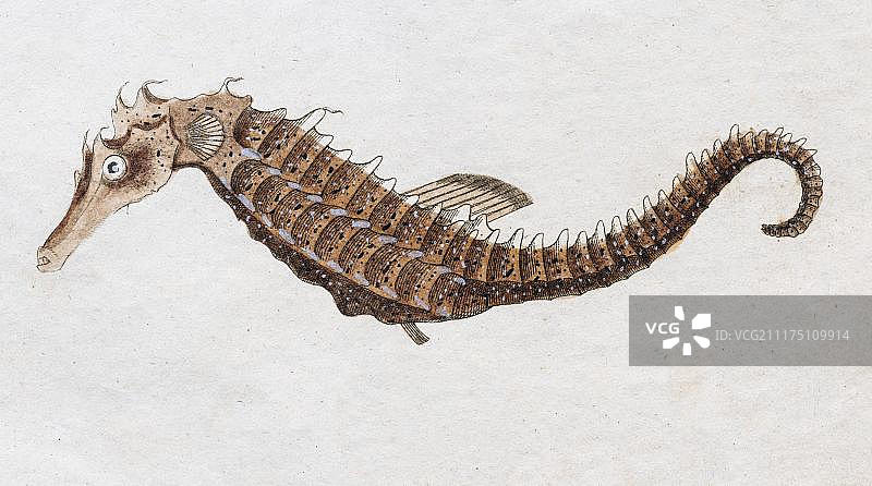 海马（Hippocampus hippocampus），来自 Friedrich Justin Bertuch 儿童图画书的手绘铜版画，魏玛，1795年图片素材