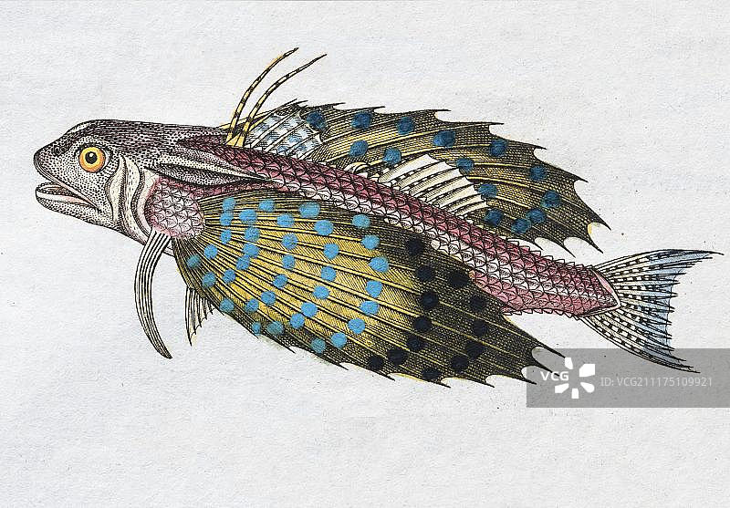 手绘飞鱼铜版画图片素材