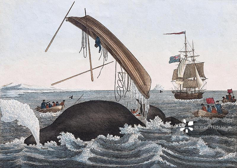 捕鲸的危害：来自1821年魏玛的弗里德里希·贾斯汀·贝图赫儿童图画书的手绘彩色铜版雕刻图片素材