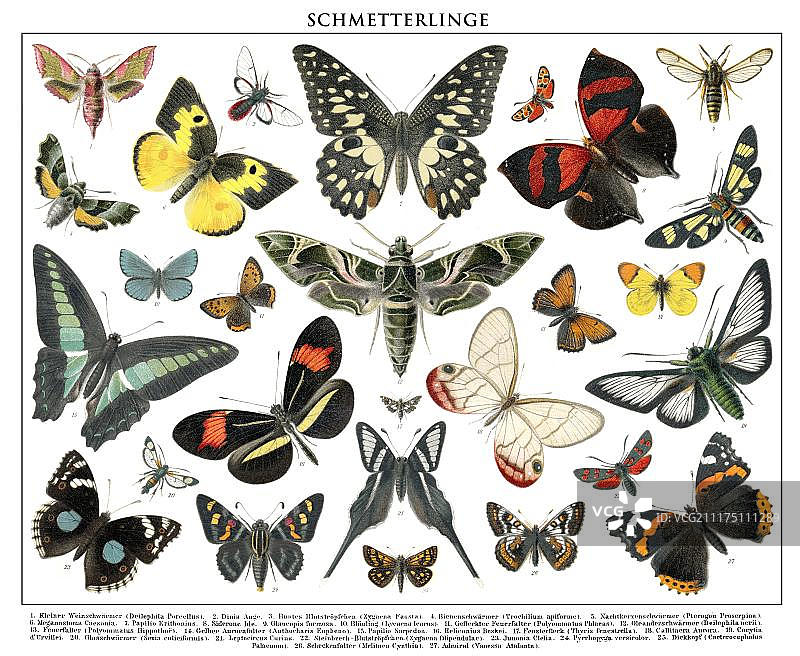 19世纪蝴蝶历史插画图片素材