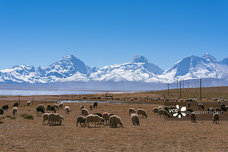 雪山脚下的羊群图片素材