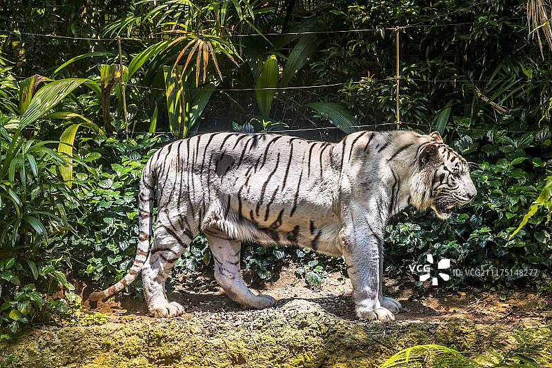 新加坡动物园圈养白虎图片素材