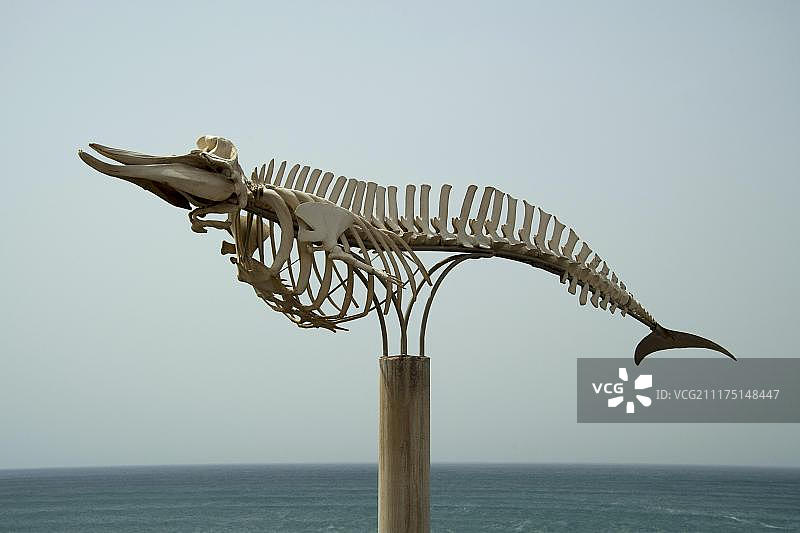 长鳍领航鲸骨骼，富埃特文图拉岛，加那利群岛，西班牙，欧洲图片素材