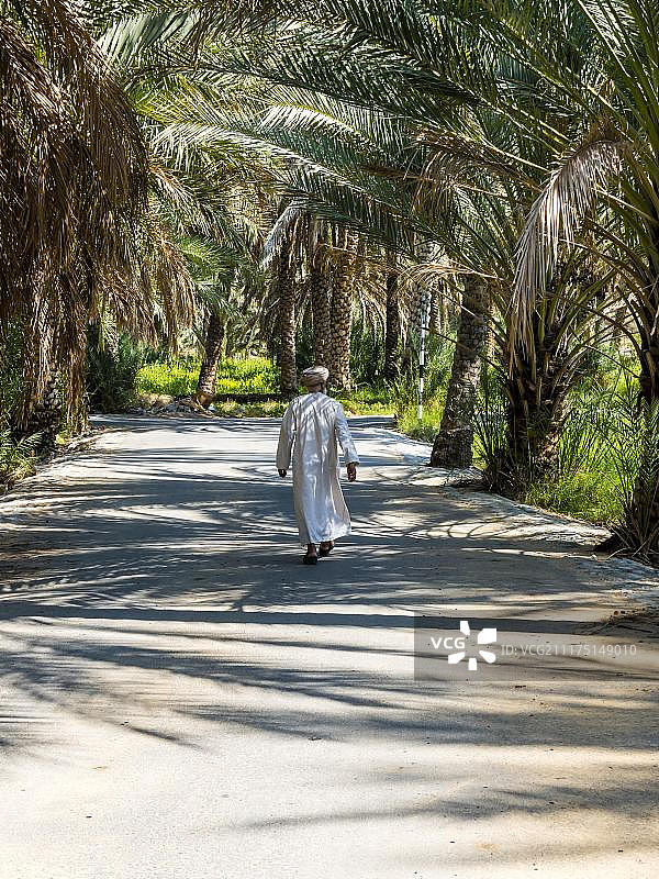 阿曼达基利亚地区比尔卡特穆兹山村的椰枣林图片素材