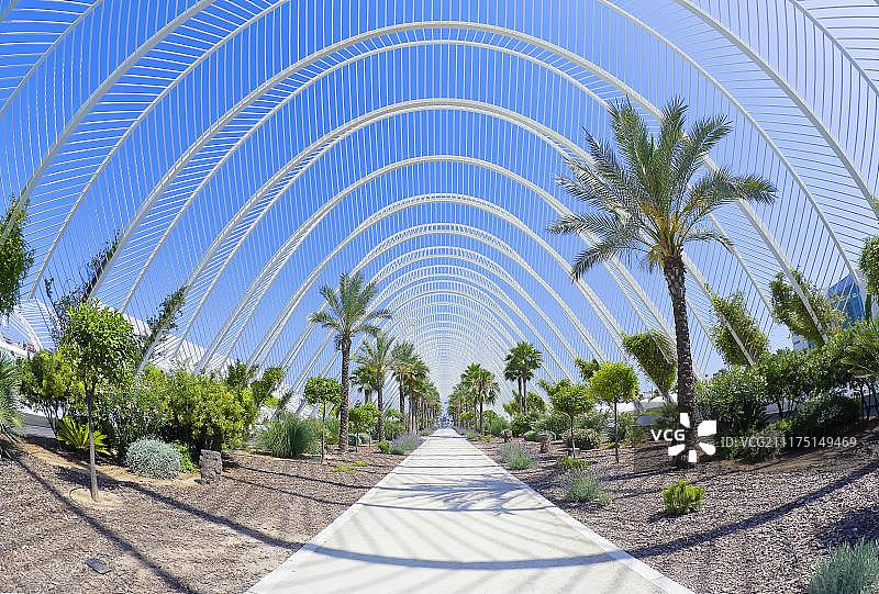 西班牙瓦伦西亚艺术科学城的伞状漫步道和棕榈树图片素材