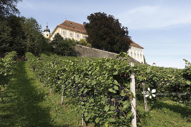 奥地利施蒂利亚施尔赫葡萄酒之路，施泰因茨宫葡萄园图片素材