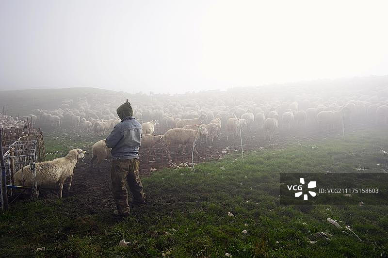 亚平宁山脉清晨的羊群图片素材