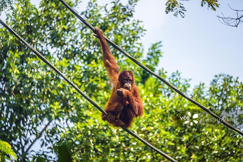 婆罗洲猩猩，新加坡动物园图片素材