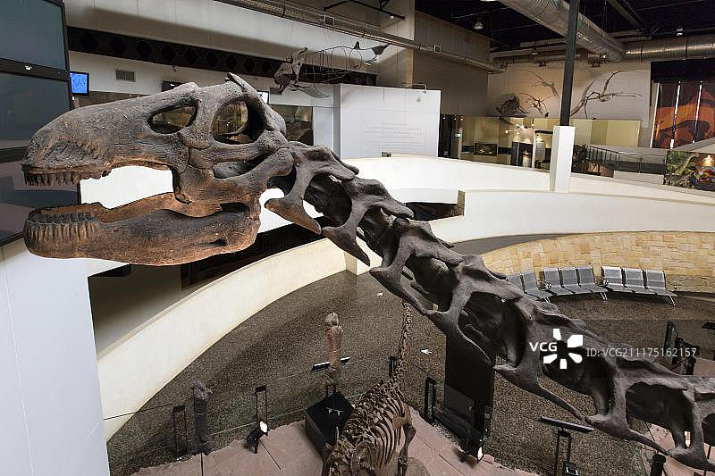 泰国伊桑地区沙哈乍看县的诗琳通恐龙博物馆的恐龙骨骼图片素材