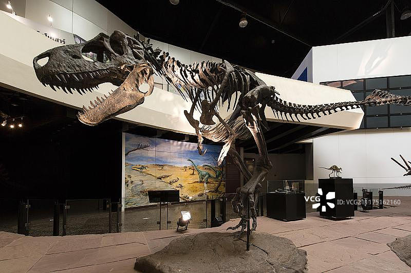 泰国伊桑地区沙哈乍看县的诗琳通恐龙博物馆的恐龙骨骼图片素材