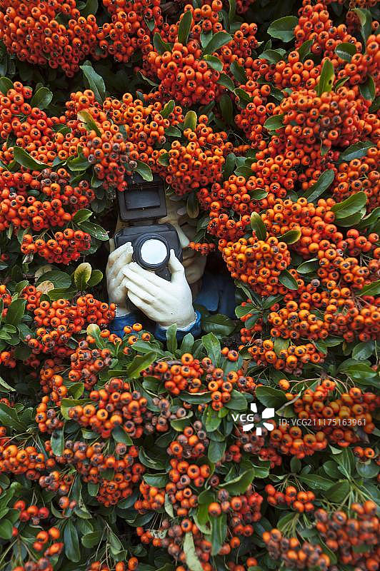 欧洲德国巴伐利亚州火棘中的狗仔队人物与相机图片素材