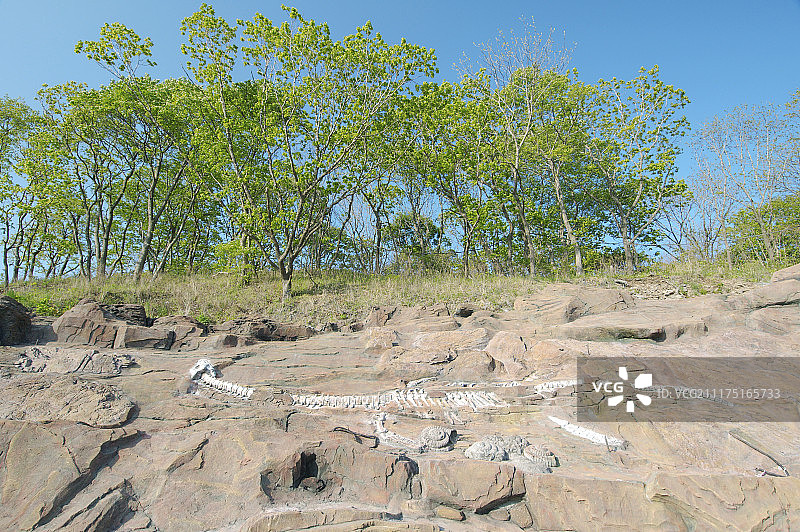 海豚馆内的蛇颈龙骨骼雕塑，俄罗斯符拉迪沃斯托克图片素材