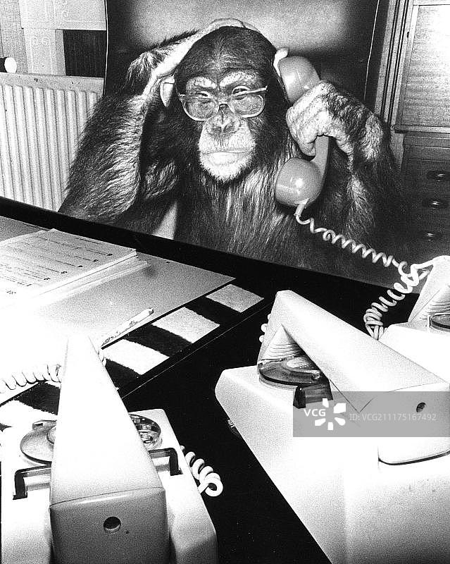 在英格兰打电话的黑猩猩图片素材